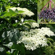 Soc-Sambucus nigra