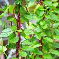 Spanac Malabar-Basella rubra