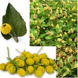 ﻿Spilanthes Acmella