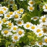 Spilcuta-Tanacetum parthenium - Img 3