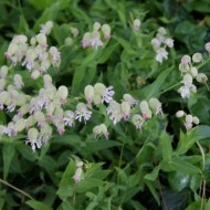 Stridolo-Silene vulgaris