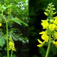 Sulfina-Melilotus officinalis - Img 6