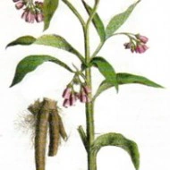 Tataneasa-Symphytum officinale - Img 6
