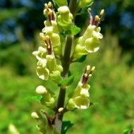 Teucrium scorodonia-Wood Sage