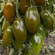 Tomate Black Icicle