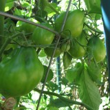 Tomate Black Truffle