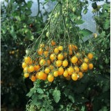 Tomate cherry galbene ILDI