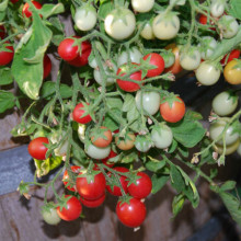 Tomate cherry Gartenperle
