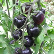 Tomate cherry Indigo Rose - Img 4
