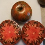 Tomate Chocolate Stripes