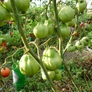 Tomate Coeur d'Albenga - Img 7