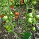 Tomate Green Zebra - Img 3