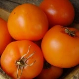 Tomate orange Zloty Ozarowski