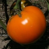 Tomate Orange