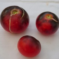 Tomate OSU blue