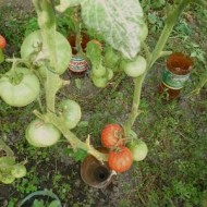 Tomate soi Romanesc Ghittia