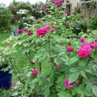 Trandafir de dulceata Rose de Rescht - Img 6