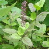 Tulsi-Ocimum tenuiflorum