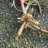 Untisor-Ficaria Verna - Img 4