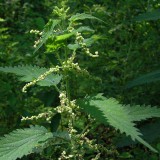 Urzica-Urtica dioica
