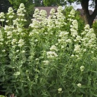 Valeriana alba-Centranthus ruber - Img 2