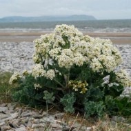 Varza de mare-Crambe maritima - Img 6