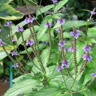 Verbena Officinalis