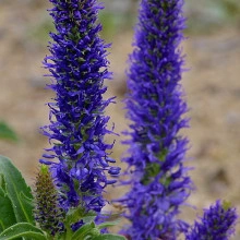 Veronica Porphyriana