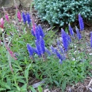 Veronica Spicata blue - Img 3