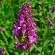 Vindecea-Stachys officinalis - Img 6
