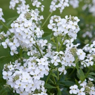 Violeta de noapte-Hesperis Matronalis Alba