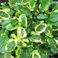 Winter Cress-Barbarea Vulgaris Variegata - Img 3