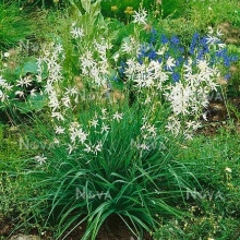 Zambila Indiana-Camassia Caerulea Alba - Img 4