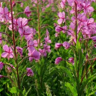 Zburatoarea-Epilobium angustifolium