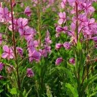 Zburatoarea-Epilobium angustifolium - Img 6