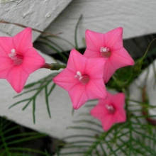 Zorele-Ipomoea Cardianal Climber Pink - Img 2