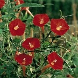 Zorele-Ipomoea Cardianal Climber Red