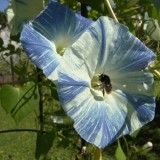 Zorele-Ipomoea tricolor Flying Saucers