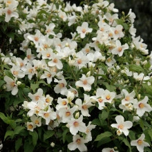  Iasomie Philadelphus Belle Etoile