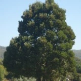 Acacia melanoxylon - Img 4