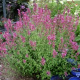 Agastache Arcado Pink