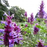 Agastache Pallida X Rugosa Globetrotter - Img 1