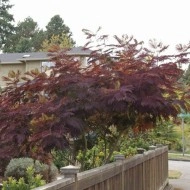 Albizia Julibrissin Summer Chocolate - Img 3