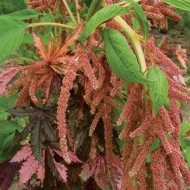 Amaranthus caudatus Coral Fountain