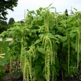 Amaranthus caudatus Green Cascade