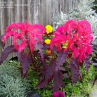 Amaranthus tricolor Early Splendor