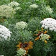 Ammi Visnaga-Marar salbatic