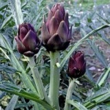 Anghinare violet - Img 2
