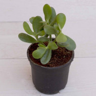 Arbore de Jad-Crassula Ovata