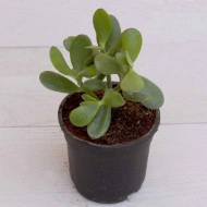 Arbore de Jad-Crassula Ovata